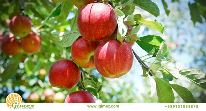 سیب صادراتی درختی