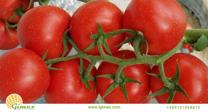 گوجه صادراتی تازه